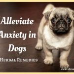 Alleviate Anxiety in Dogs with 4 Herbal Remedies