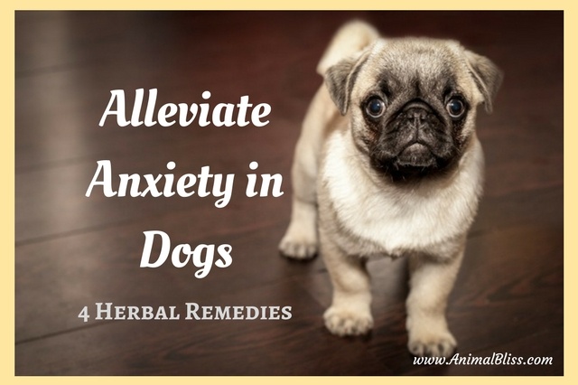 Alleviate Anxiety in Dogs with 4 Herbal Remedies