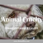 Animal Cruelty: An Unacceptable Reality [Infographic]