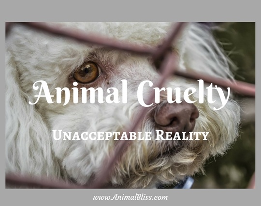 Animal Cruelty: An Unacceptable Reality [Infographic]