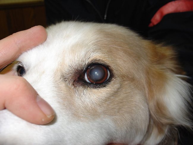 how do i fix my dogs cloudy eyes