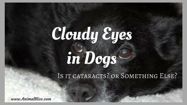 Cloudy Eyes in Dogs: Is it cataracts or something else?
