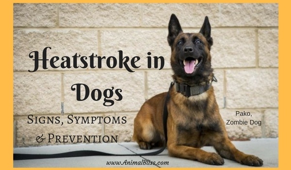 Heatstroke in Dogs: Signs, Symptoms and Prevention