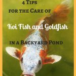 Caring for Koi Fish and Goldfish in a Backyard Pond