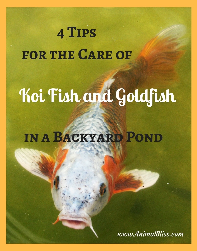 Caring for Koi Fish and Goldfish in a Backyard Pond