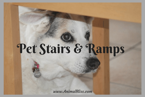 Pet Stairs and Ramps for Senior and Injured Dogs