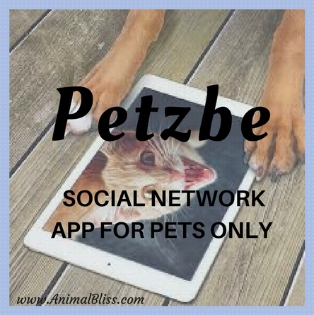 Petzbe App - Social Network for Pets Only, If Pets Could Talk