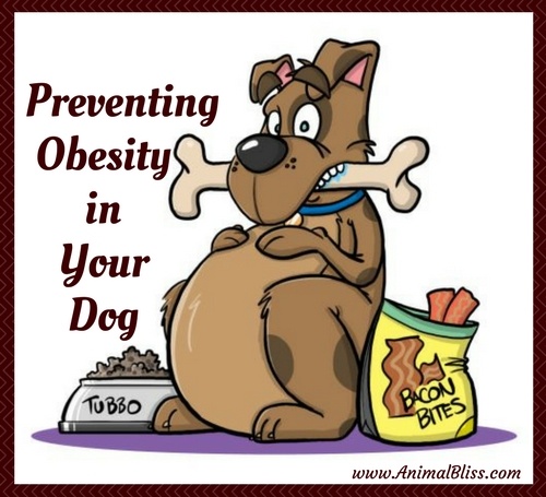 Preventing Obesity in Your Dog