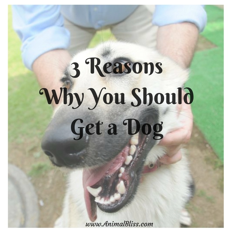 3 Reasons Why You Should Get a Dog