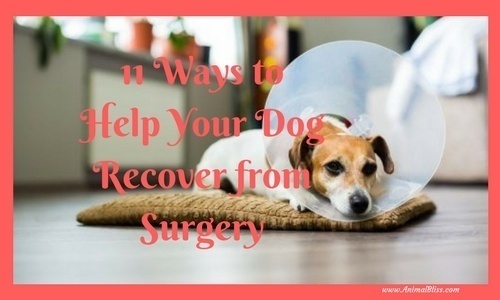 11 Ways to Help Your Dog Recover from Surgery