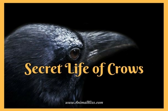 The Secret Life of Crows Infographic: Intelligent Birds