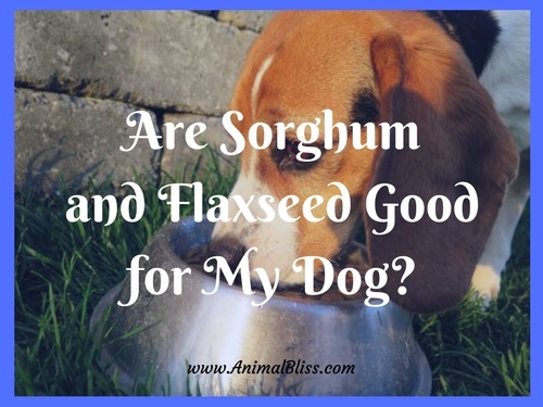 Are sorghum and flaxseed good for my dog? 
