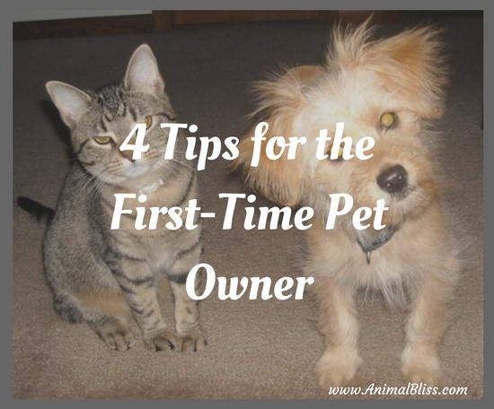 4 Tips for the First-Time Pet Owner