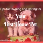 Your First House Pet: Tips for Ownership and Care