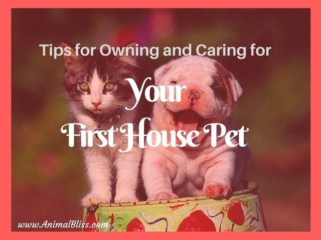 Your First House Pet: Tips for Ownership and Care