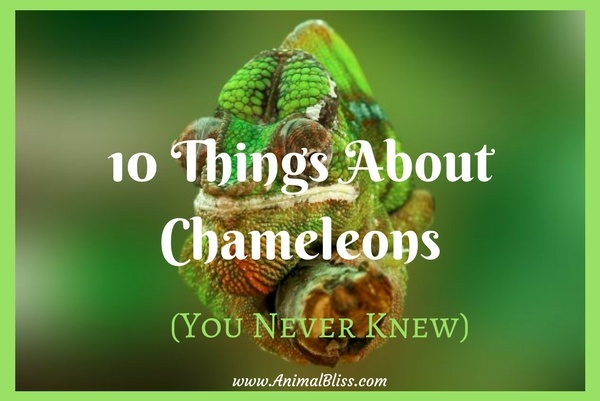 One of the things about chameleons everybody seems to know is that chameleons can change color to match the world around them. But these creatures are a lot more complicated and interesting than many people think. Here are a few fun facts.