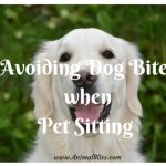 4 Ways to Avoid Dog Bites When Pet Sitting a Neighbor’s Dog