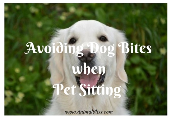 Avoid Dog Bites When Pet Sitting 