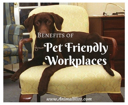 Benefits of Pet Friendly Workplaces - Bringing Your Pet to Work