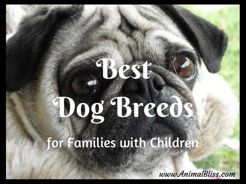Best Dog Breeds for Families with Children