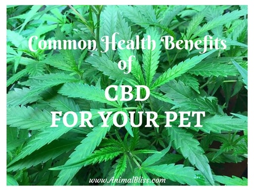 Cannabis has entered the pet market, delivering some incredible health benefits of CBD for your pet. If your pet is suffering from any variety of ailments, such as cancer and hip dysplasia, or anxiety due to loud noises or crowds, CBD might be something you should consider researching further.