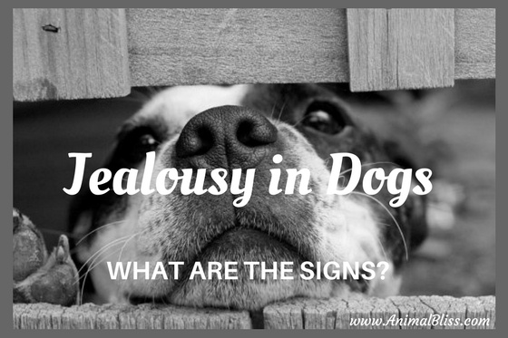 Learn the most frequent signs of jealousy in dogs and how to encourage acceptable behavior.