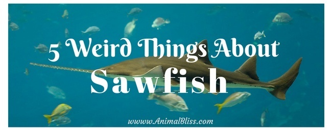 5 Weird Things About Sawfish