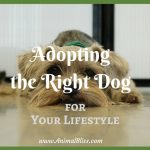 Adopting the Right Dog for Your Lifestyle