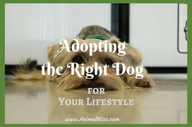 Adopting the Right Dog for Your Lifestyle