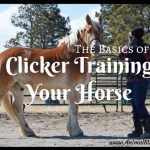 The Basics of Clicker Training Your Horse