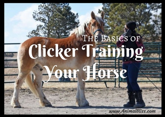 The Basics of Clicker Training Your Horse