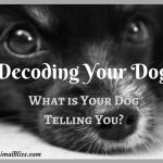 Decoding Your Dog: What is Your Dog Telling You? [Infographic]