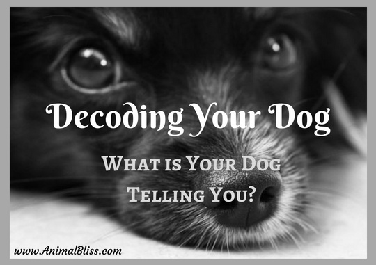 Decoding Your Dog: What is Your Dog Telling You? [Infographic]