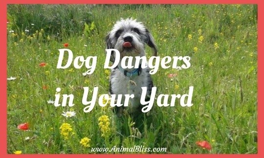 Dog Dangers in Your Yard