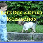 Keeping Dog and Child Interactions Safe – Dog Safety
