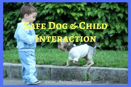 Keeping Dog and Child Interactions Safe