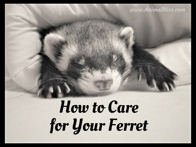 How to Care for Your Ferret - Pet Ferret Care Guide