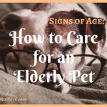 Signs of Age: How to Care for an Elderly Pet