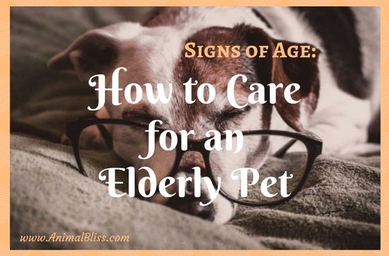 Signs of Age: How to Care for an Elderly Pet