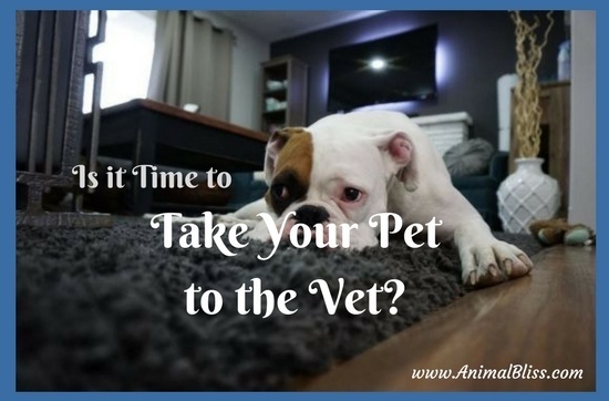 Do you know when it's time to take your pet to the vet? Here are a few situations that should prompt you to take action to ensure your pet has the best of care.