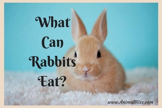 What can rabbits eat? Following is a link to a comprehensive list of 100+ food that a rabbit can and cannot eat to stay healthy and happy.