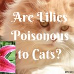 Are Lilies Poisonous to Cats? Can Lilies Kill Your Cat?
