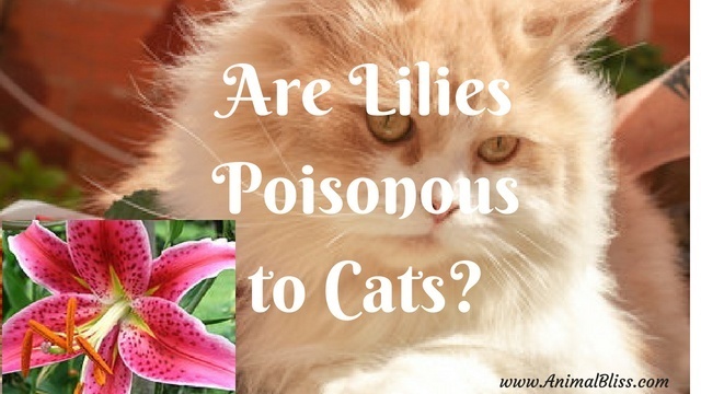 Are Lilies Poisonous to Cats? Can Lilies Kill Your Cat?