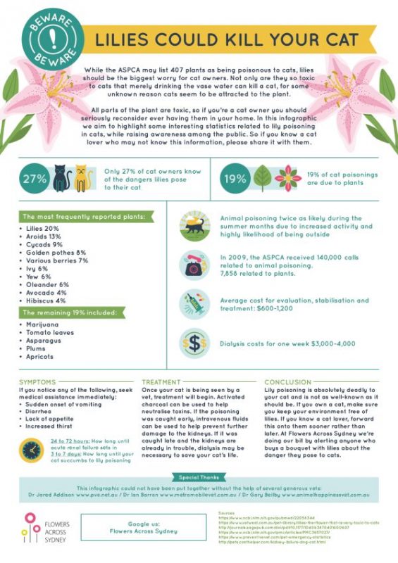 Are Lilies Poisonous to Cats? Can Lilies Kill Your Cat?