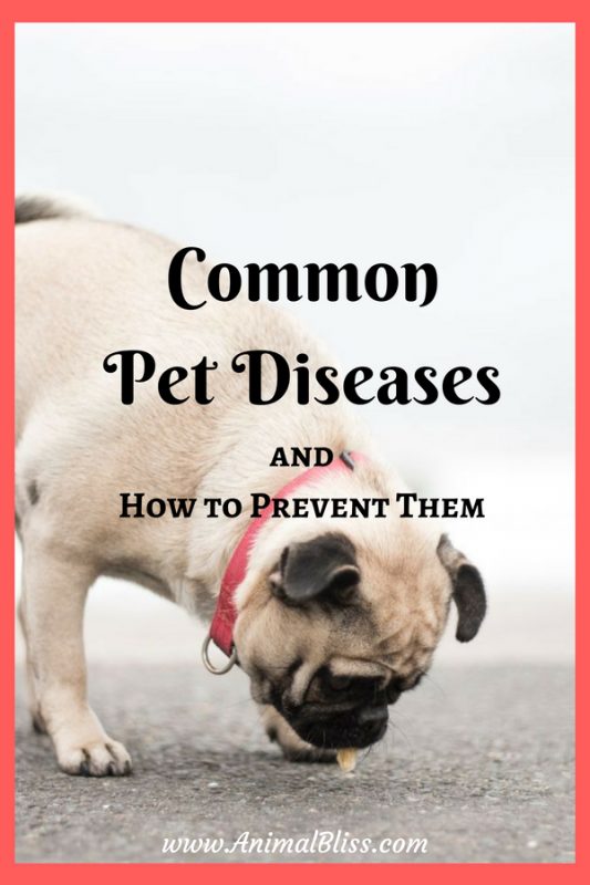 Common Pet Diseases How to Prevent Them (Infographic)