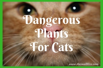 Dangerous Plants for Cats - Your Cats and Poisonous PLants