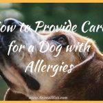 How to Provide Care for a Dog with Allergies