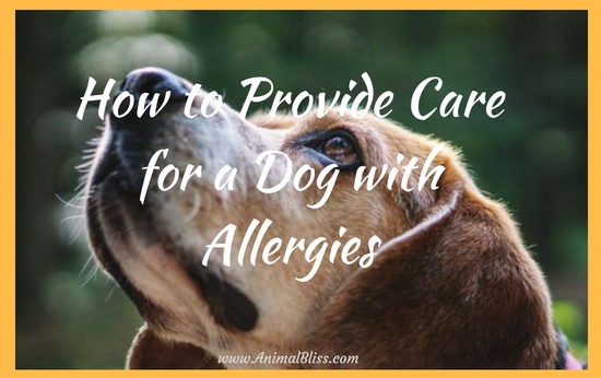 How to Provide Care for a Dog with Allergies