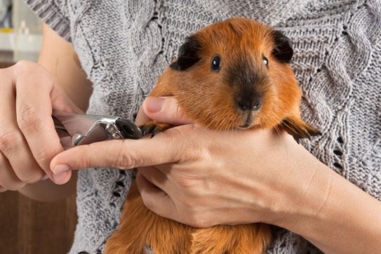 Trimming a Guinea Pigs Nails
