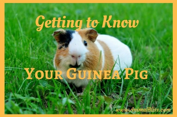 How to Care for Your Guinea Pig